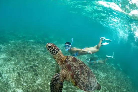 Swimming with Sea Turtles from our private charter